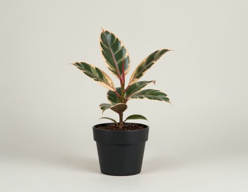 Ficus elastica belize - belize, –