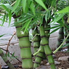 Buddha Bambus Pflanze für die