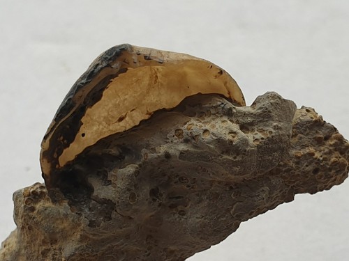 Limopis minima bajocium - limopis,