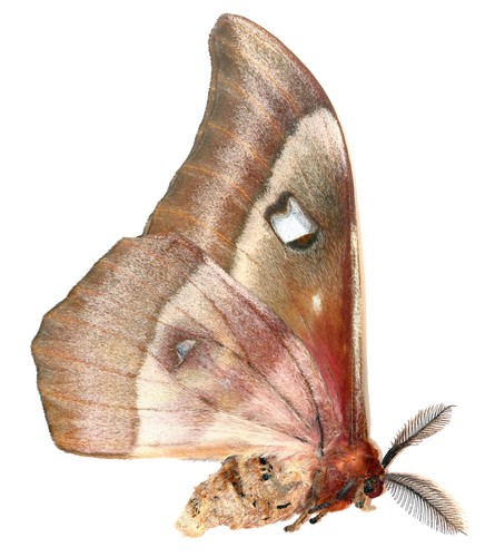 Lepidoptera saturniidae - lepidoptera,,