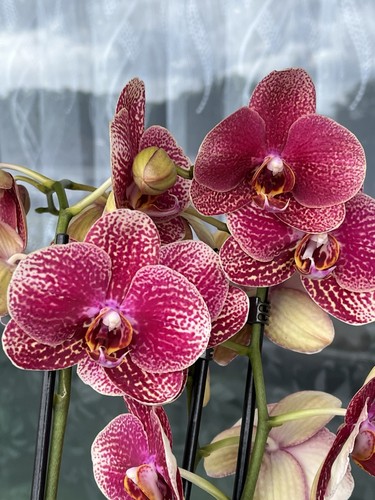 Wunderschöne orchidee - wunderschöne,