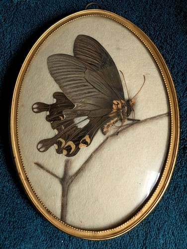 Alter tropischer schmetterling - tropischer,