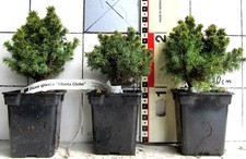 Kugelform der Zuckerhutfichte