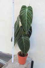 Philodendron melanochrysum Nr 2 20.9