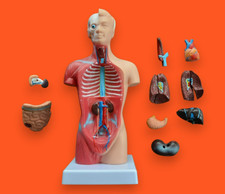Körpermodell Anatomisches Modell Torso und Organe Anatomiemodell