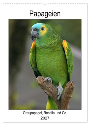 Papageien graupapagei - -,