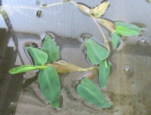 Hygroryza aristata - ,