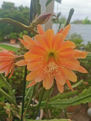 Epiphyllum blattkakteen king - blattkakteen, "king