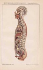 DER KÖRPER DES MENSCHEN