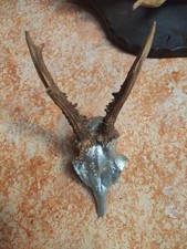 Rehbock - Rehkrickerl