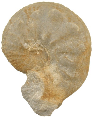 Malm sutneria - malm,