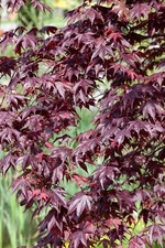 Acer palmatum 'Shojo nomura', Japanischer Ahorn, rot, 60–80 cm