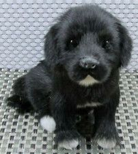 Plüsch Labrador Lebensecht