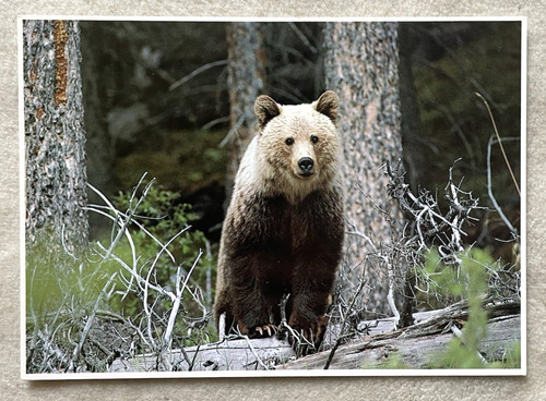 Xxl postkarte grizzlybär - ak,