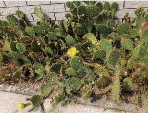 Winterharte opuntia - winterharte,