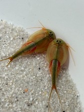 Triops Longicaudatus – Reine