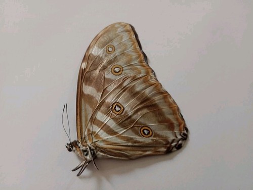 Morpho eugenia ssp - morpho, a1/a1