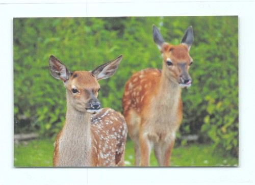 Postkarte hirsch - 1,