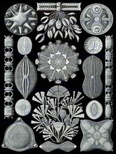 84. Teller Ernst Haeckel Kunstformen Der Natur Kieselalgen Druck Poster Bb2118B