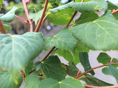 Winter linde tilia cordata - linde,