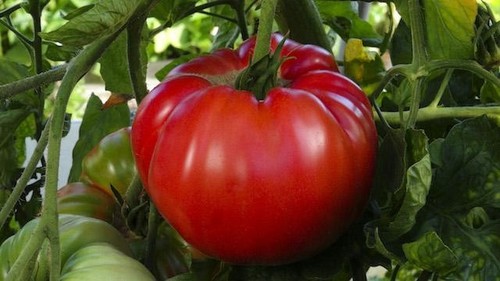 Tomatensamen alte - (7+,