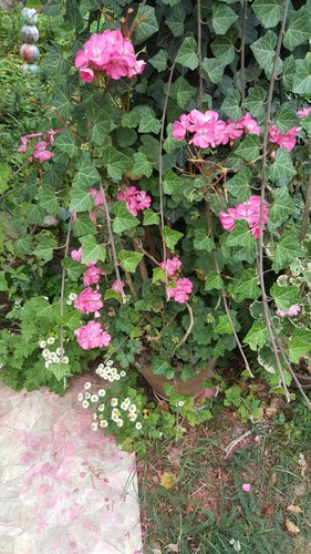 Angebot probieren pelargonie - angebot!,