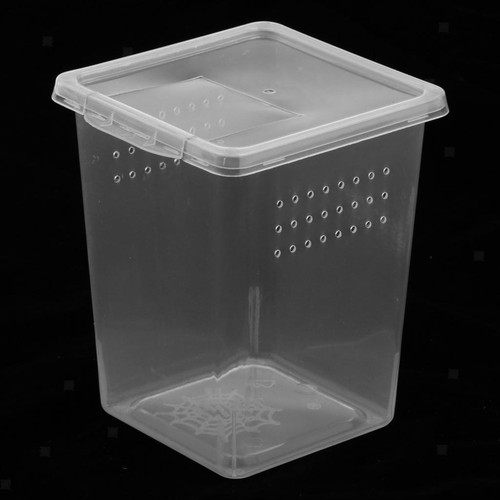 Reptilienspinnen-Zuchtbox