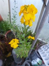 Goldlack, Erysimum cheiri, 40 Samen, Orange