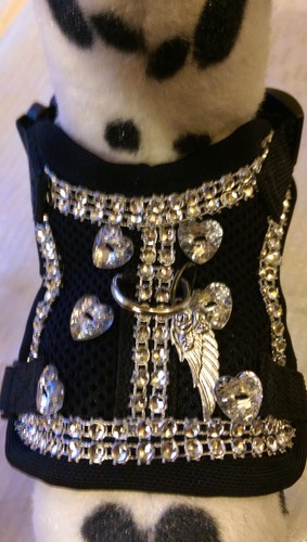 Hundegeschirr glitzer - hundegeschirr,