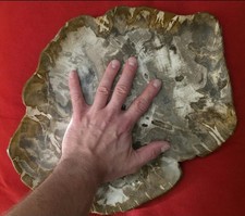 POLIERTE VERSTEINERTE