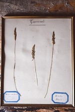 Gerahmte Kräuterseite mit