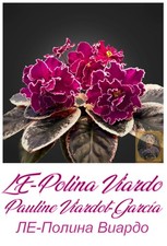 African Violet LE Polina Viardo 1 Blatt Usambaraveilchen Zimmerpflanze