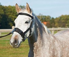 Kappzaum BUSSE NYLON PRO Warmblut - Pony schwarz