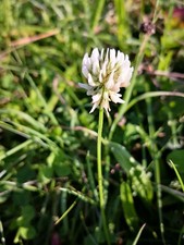 20.000+ Samen Weißklee Trifolium repens Bienen Nektar Schmetterlings Pflanze