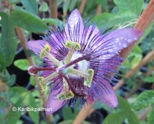 Passiflora purple haze - 'purple, haze'
