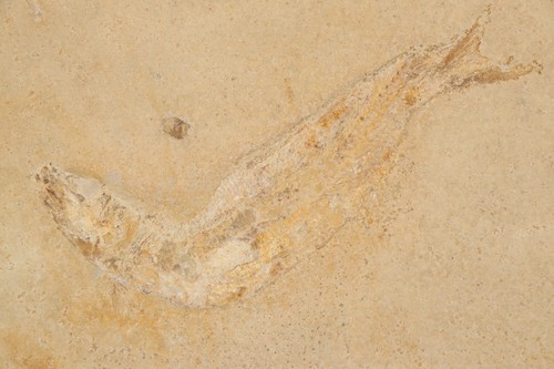 Fisch fossil leptolepides - fisch,