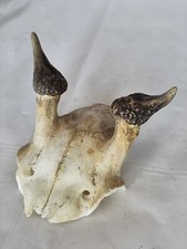 Aus einer Auflösung: tolles