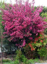 Zierapfel malus royalty - zierapfel,
