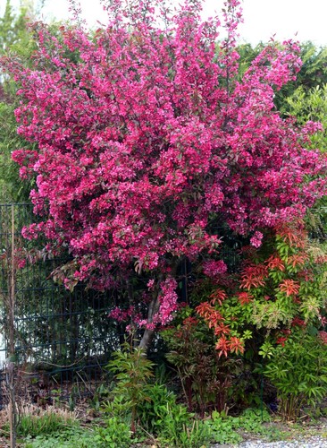 Zierapfel malus royalty - zierapfel,