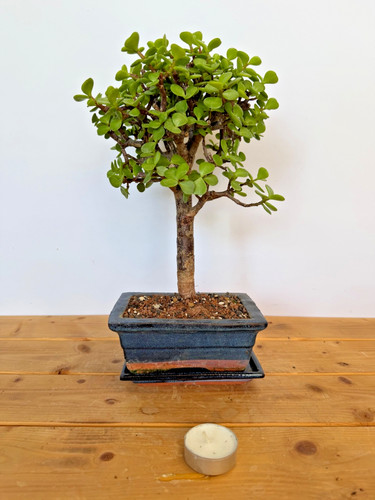 Zimmerbonsai bonsai jadebaum - zimmerbonsai,
