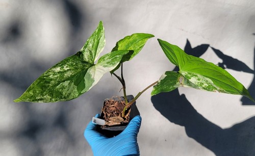 Syngonium albo variegated - albo,,