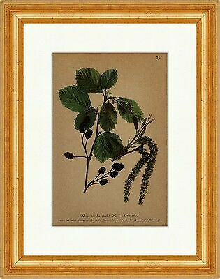 Grünerle alnus viridis vill - grünerle,