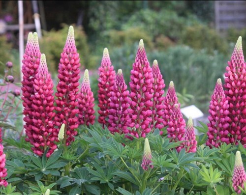 Samen lupine rosa - 15,