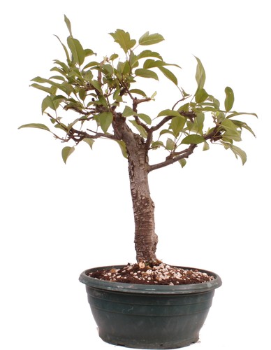 Bonsai malus spec - bonsai,
