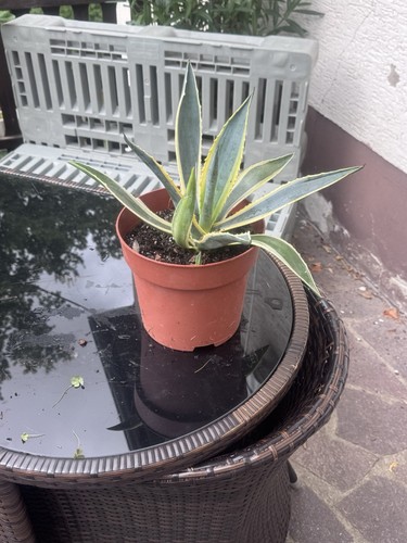 Agave americana variegata - , im