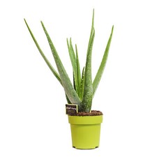 Aloe vera pflanze 35 cm - vera, 25