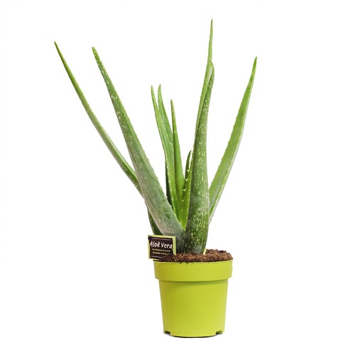 Aloe vera pflanze - vera,