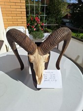 Echtes Mufflon Geweih auf