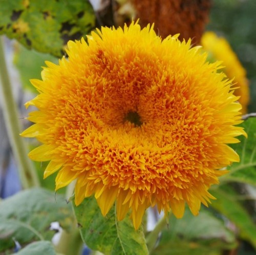 Zwerg sonnenblume plüschbär - zwerg-sonnenblume,