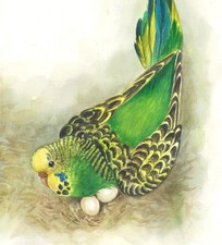 Aquarell Wellensittiche ✿ Papageien Vögel Nest Eier Bild Watercolor Budgerigars